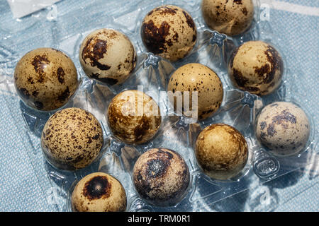 Box of 12 quails eggs in a plastic case Stock Photo