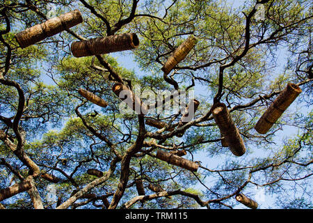 Ethiopian Beehives in an acacia tree. Photographed in a Dorze village, Omo Valley, Ethiopia Stock Photo