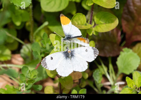 Orange Tip butterflies - anthocharis cardamines - courtship mating - uk Stock Photo