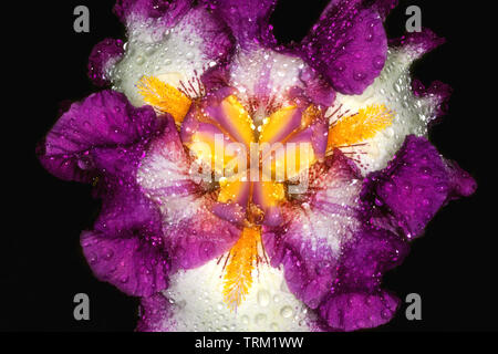 Some pawpaw and iris flowers from my garden Stock Photo