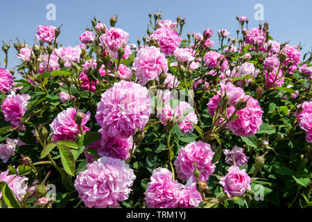 Pink climbing Rose, Rosa 'Blush Damask' Stock Photo