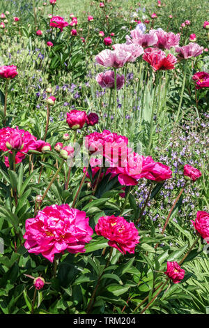 Red flowers on cottage garden, color combination perennial plants, mixed red peonies, oriental poppy border garden Stock Photo