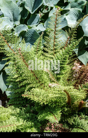 Soft Shield Fern, Polystichum setiferum 'Plumosum Densum', Hosta plant leaves Stock Photo