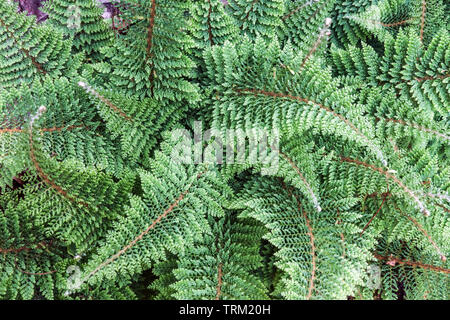 Polystichum setiferum 'Plumosum Densum', Soft Shield Fern Stock Photo