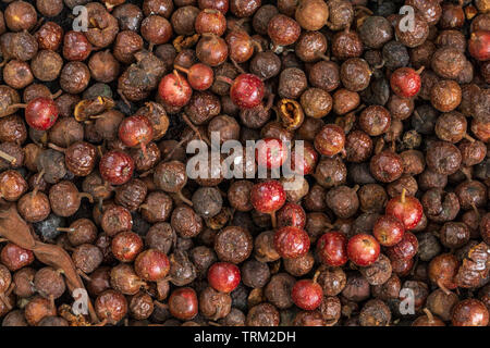 Fruit from cluster fig tree (Ficus racemosa) lying on ground - Florida, USA Stock Photo