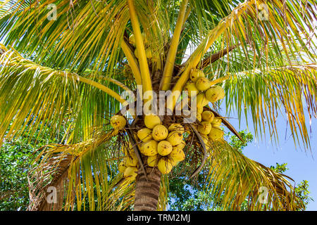 Coconut palm tree (Cocos nucifera) with yellow fruit - Topeekeegee Yugnee (TY) Park, Hollywood, Florida, USA Stock Photo