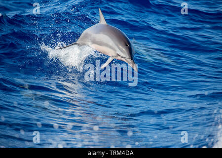 A spinner dolphin, Stenella longirostris, jumping out of the Pacific Ocean off the island of Lanai, Hawaii. Stock Photo