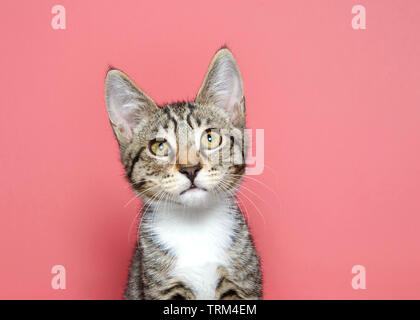 Portrait of an adorable tan black and white tabby kitten looking slightly up above viewer with curious expression. Pink background with copy space. Stock Photo