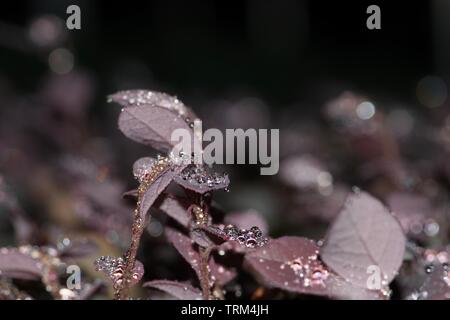 Purple Diamond Loropetalum garden shrub with glistening water droplets on the leaves with a shallow depth of field against a dark background. Stock Photo