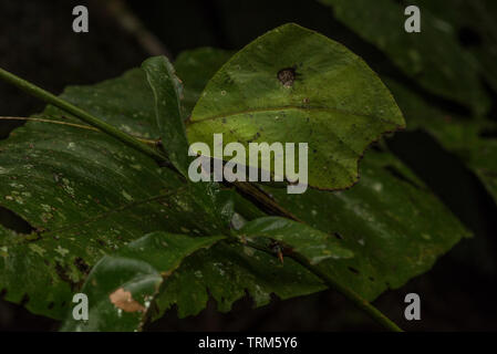 A leaf mimic katydid perches amidst the foliage of the Amazon rainforest in Ecuador. A leaf mimic katydid perches amidst the foliage of the Amazon rainforest in Ecuador.