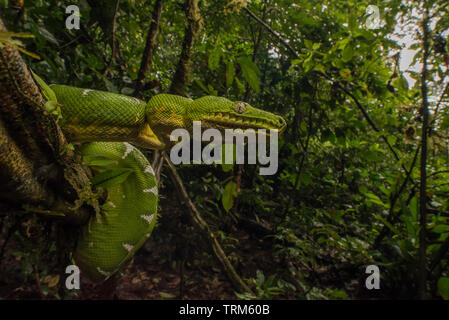 A wild emerald boa (Corallus caninus) from Yasuni national park in the Amazon jungle of Ecuador. Stock Photo
