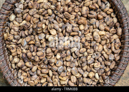 Luwak coffee, unclean coffee beans, close up. Kopi luwak is coffee that includes part-digested coffee cherries eaten and defecated by the Asian palm c Stock Photo