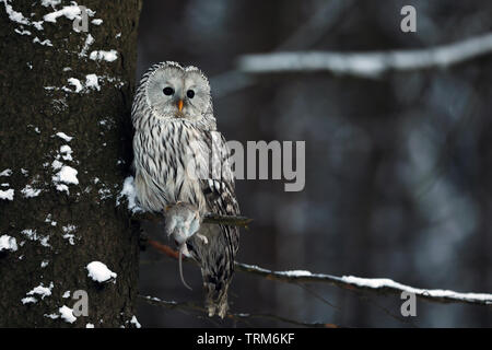 Ural owl (Strix uralensis) is a medium-sized nocturnal owl of the genus Strix Stock Photo