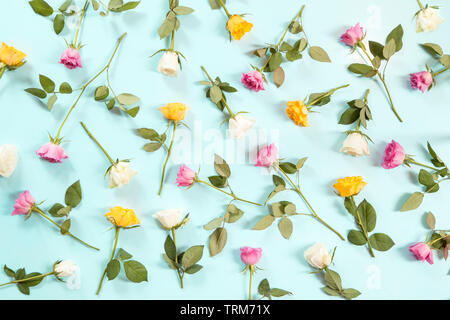 Colorful roses on blue background Stock Photo