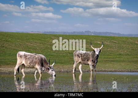 Podolian cows drink water on the river