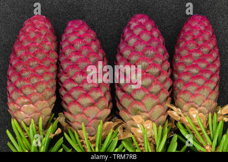Young red cones of green spruce on black background Stock Photo