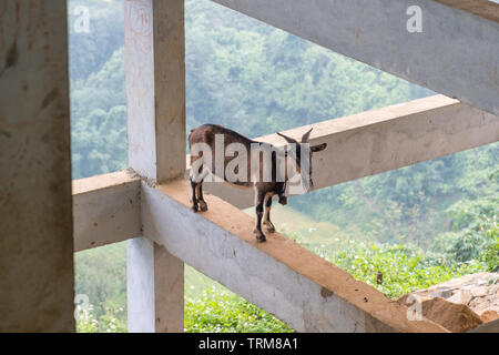 Young brown goat standing on pole building in valley Stock Photo