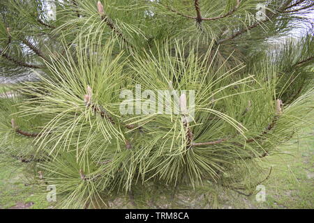 Fluffy young pine branches with long green needles. Green thorny coniferous fir-tree pine branches in sunlight. Background of green twigs Stock Photo