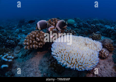 Scuba diving at Bora Bora with bleached coral and Reticulated Butterflyfish Stock Photo