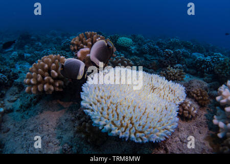 Scuba diving at Bora Bora with bleached coral and Reticulated Butterflyfish Stock Photo