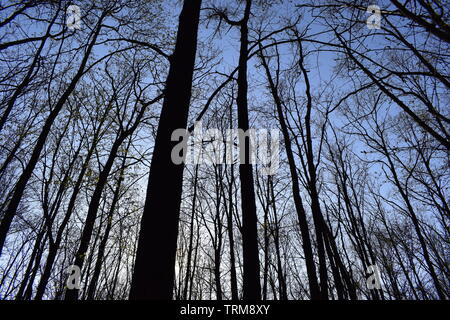 Mystical forest. Trees without leaves against the blue sky without clouds on a spring day. Stock Photo