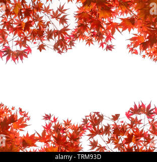 Red Maple leaves arch coverd on white background Stock Photo