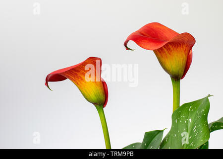 Calla lily blooms in full flower showing there beautiful shapes Stock Photo