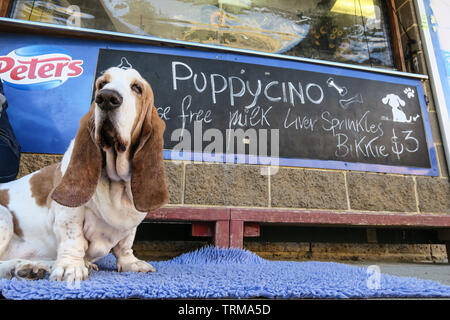 Melbourne Australia scenes: A basset hound dog waits for his coffee at a cafe. Stock Photo