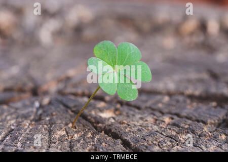 New Life concept with Clover. Business development symbolic. Stock Photo