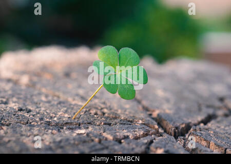 New Life concept with Clover. Business development symbolic. Stock Photo