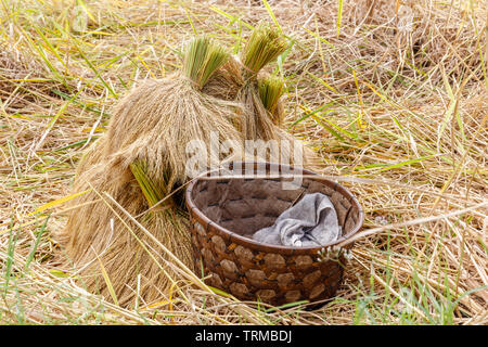 Stacks of harvested rice and a basket at Jatiluwih rice terraces. Rural landscape. Tabanan, Bali, Indonesia Stock Photo