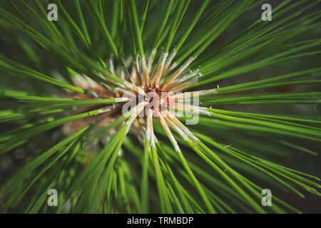 Closeup photo of green needle pine tree on the right side of picture. Small pine cones at the end of branches. Blurred pine needles in background Stock Photo