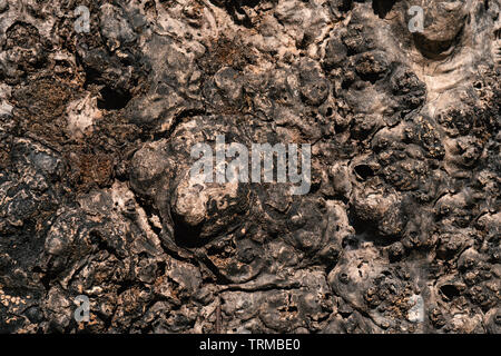 Rough cracks on the shell surface of tree Stock Photo