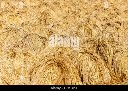 Stacks of harvested rice at Jatiluwih rice terraces. Rural landscape. Tabanan, Bali, Indonesia Stock Photo