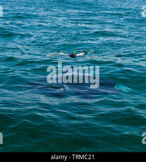 MANTARRAYA O MANTA GIGANTE - MANTA RAY (Manta birostris), Isla de ...