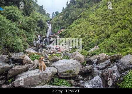 A view up Bhagsu waterfall with a dog sitting in the foreground in Himachal Pradesh, India Stock Photo