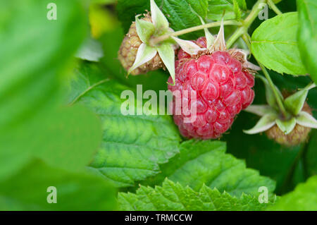 Group of three raspberries in the garden with green background Stock Photo