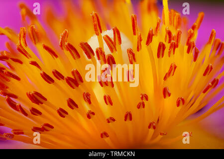 Cistus flower super close up of the yellow stamen and pollen in high detail Stock Photo