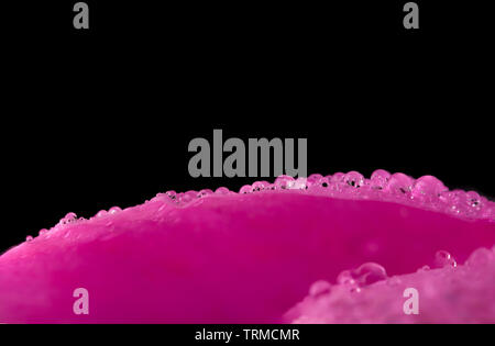 Water drops on a pink flower (Paeonia) petal on a black background with copy space Stock Photo