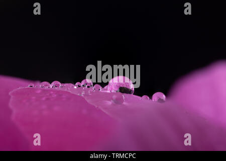 Flower (Paeonia) petal with water droplets and reflections in super close up on a black background. Stock Photo