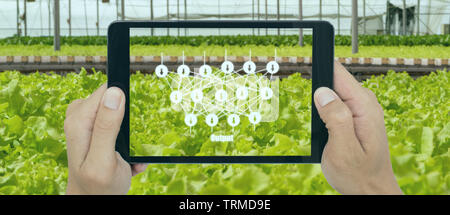 smart agriculture with technoloty concept, farmer use deep learning with artificial intelligence to classification, regression, and clustering. In far Stock Photo