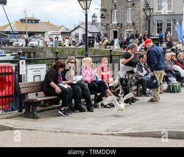 Padstow, Cornwall, England UK: Thieving seagull snatches a pasty from a lady tourist sitting on a bench by the harbour. Stock Photo