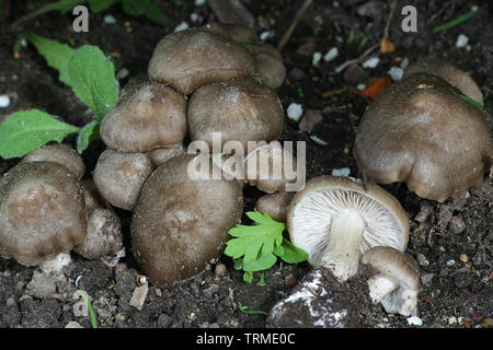 Entoloma clypeatum, known as the Shield Pinkgill mushroom, growing wild in Finland Stock Photo