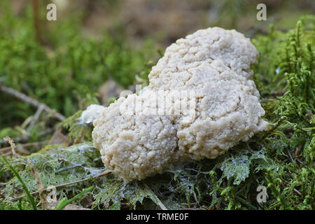 Enteridium lycoperdon, the False Puffball slime mold entering its sprorangial phase Stock Photo
