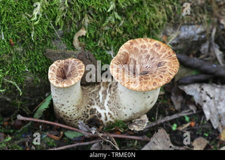 Polyporus squamosus aka Cerioporus squamosus, known as dryad's saddle and pheasant's back mushroom Stock Photo