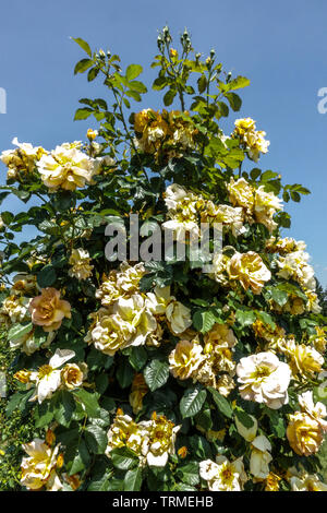 Shrub Rose, Rosa 'Maigold' Stock Photo