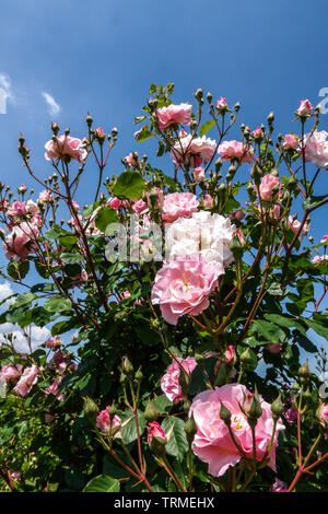 Pink Shrub Roses, Rosa 'Indra' Stock Photo