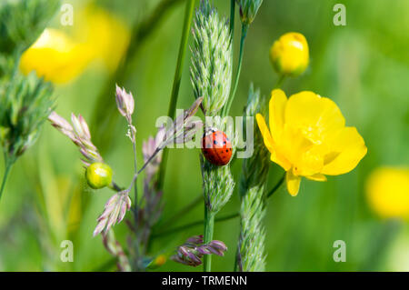 ladybug climbing on grass and buttercup Stock Photo
