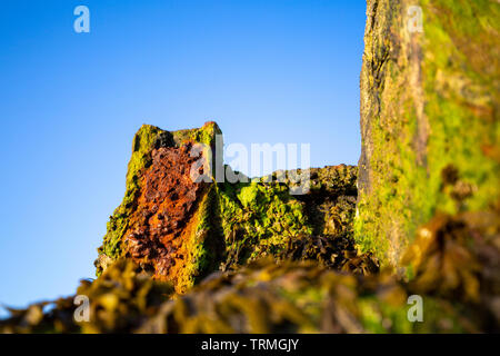 Rusty Ironwork on an algae covered seawall Stock Photo
