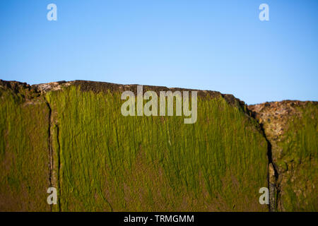 Seaweed growing on a sea wall Stock Photo